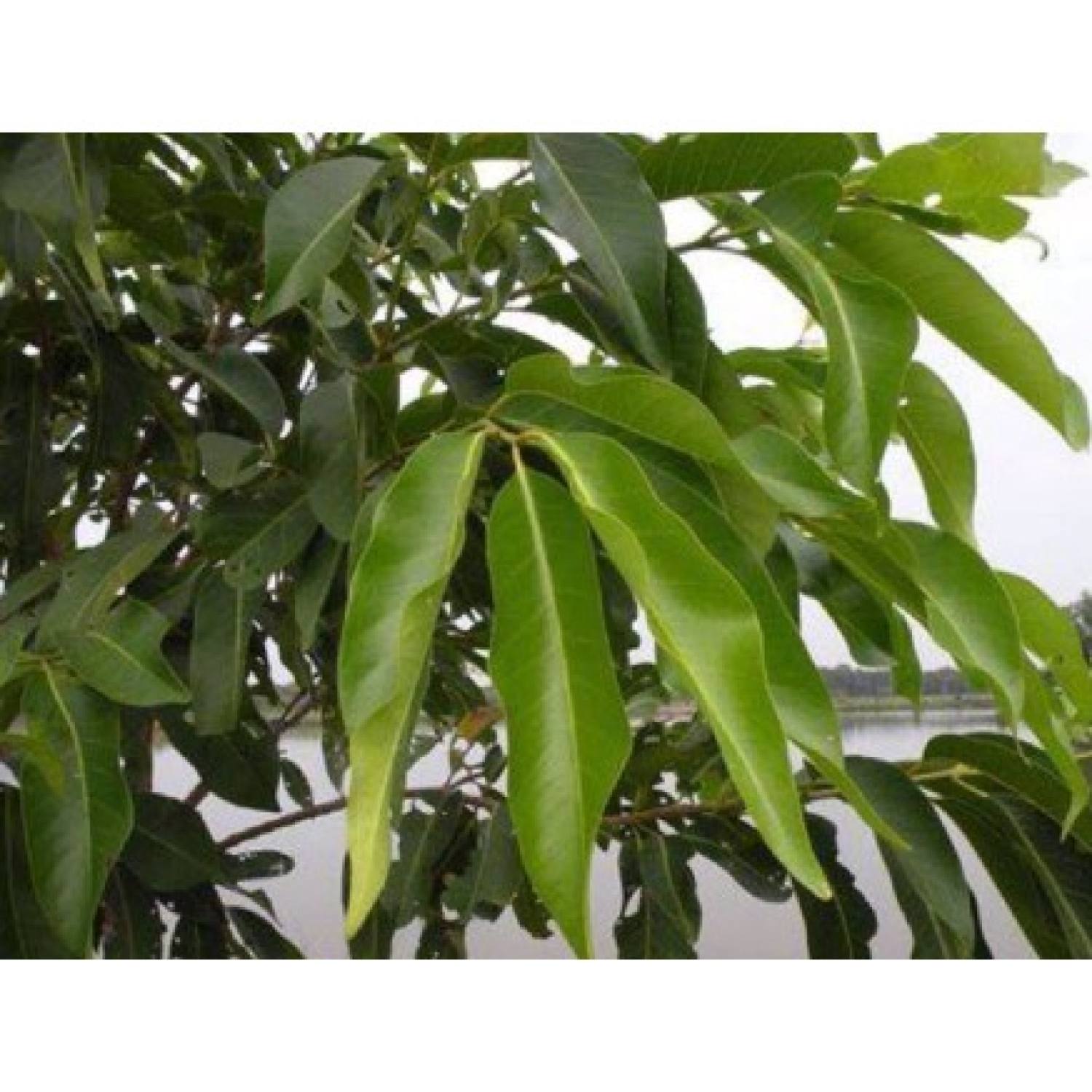 1kg lá vối khô hàng lᴏại 1