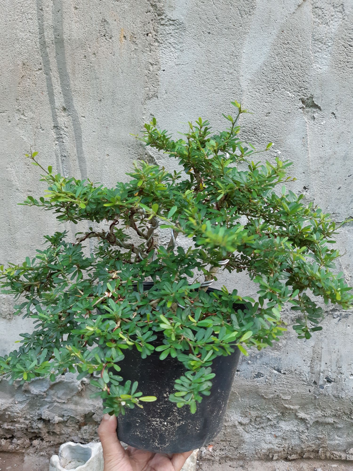linh sam bonsai dáng đẹp