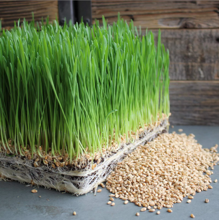 Hạt giống cỏ lúa mì cho chim ( cỏ lúa mỳ cho thú cưng )( gói20gr )