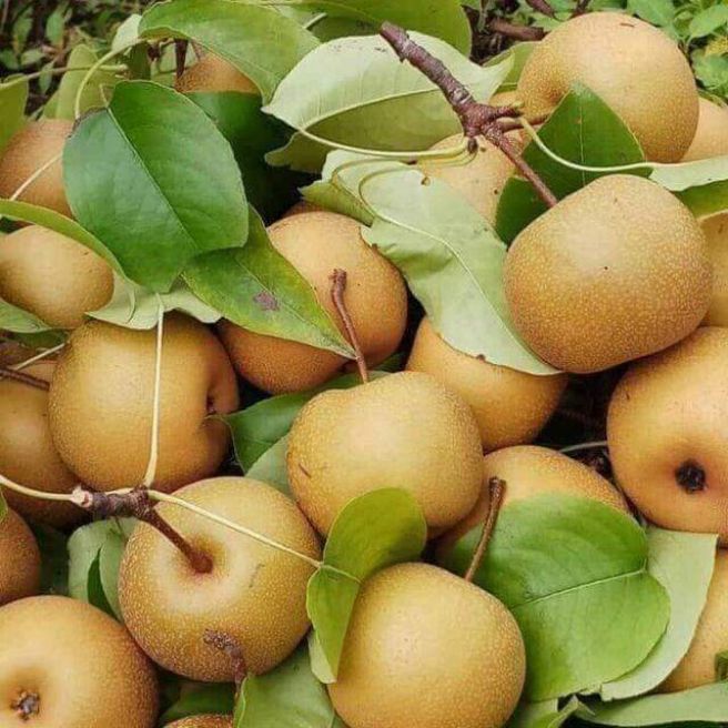 cây giống  lê nâu