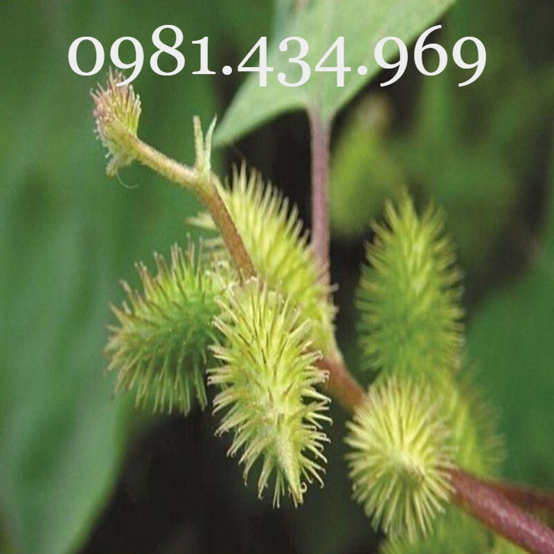 Cây Ké Đầu Ngựa Khô 01KG (Thân Lá, Quả) Tốt