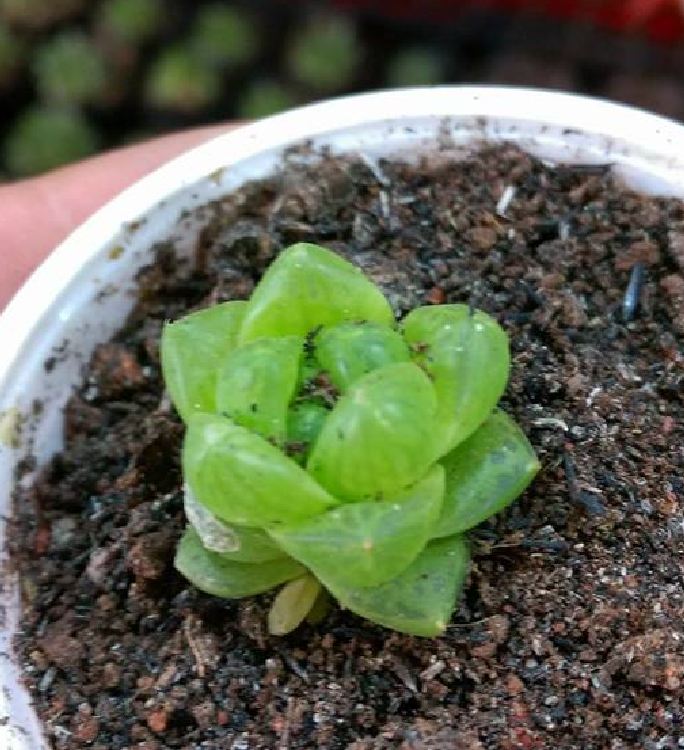 Hạt giống hoa sen đá mix màu  ( gói 200 hạt )