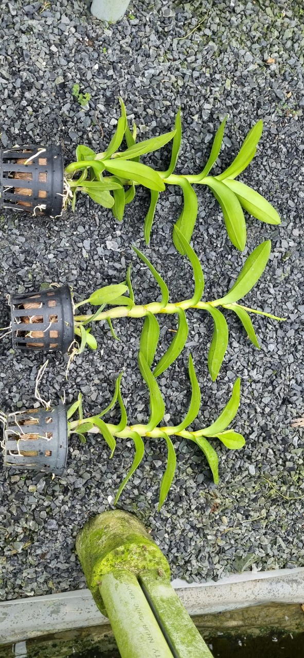 Hoa lan denro vàng tia