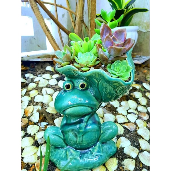 Chậu đất nung tráng men hình ếch