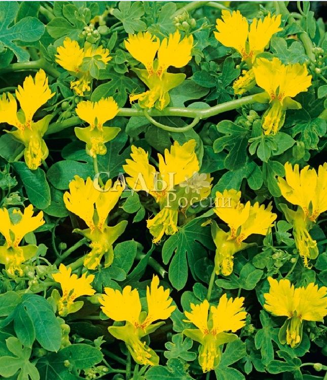 Hạt giống hoa phượng hoàng - 4 hạt/gói