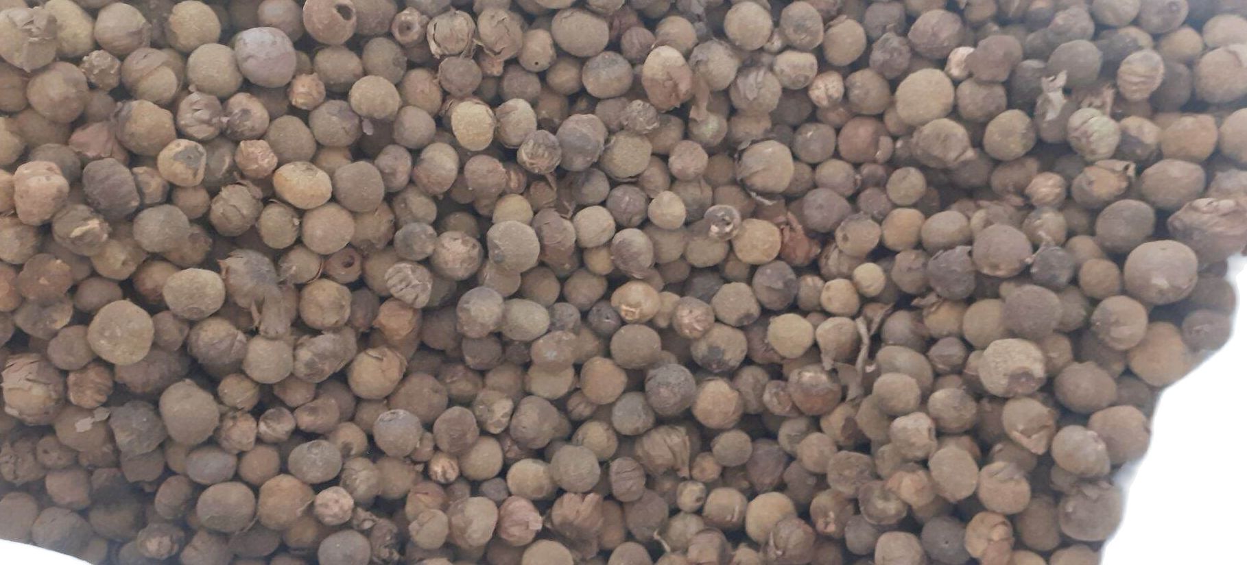 Hạt tếch giống (giá tỵ)