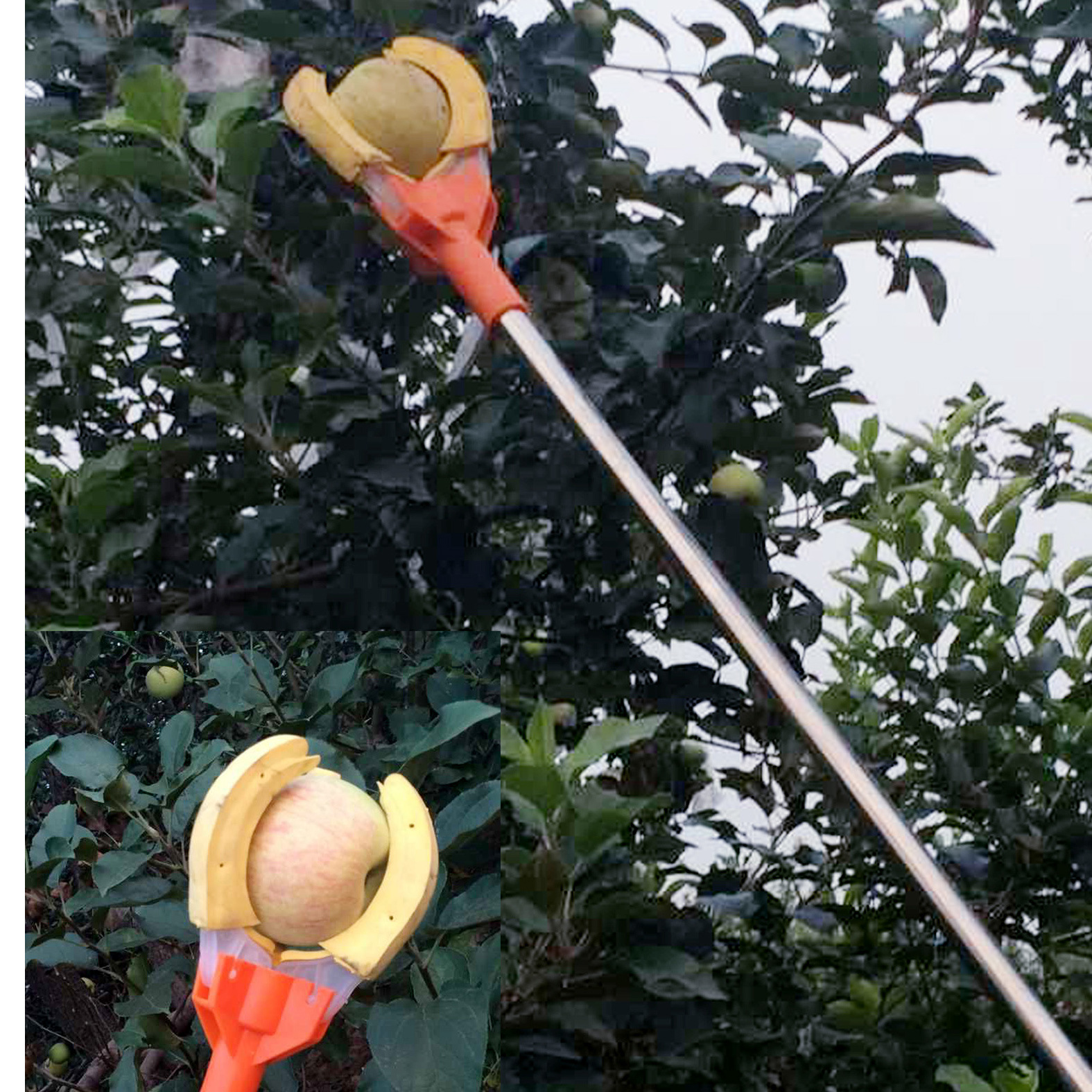 Dụng cụ thu hoạch trái cây