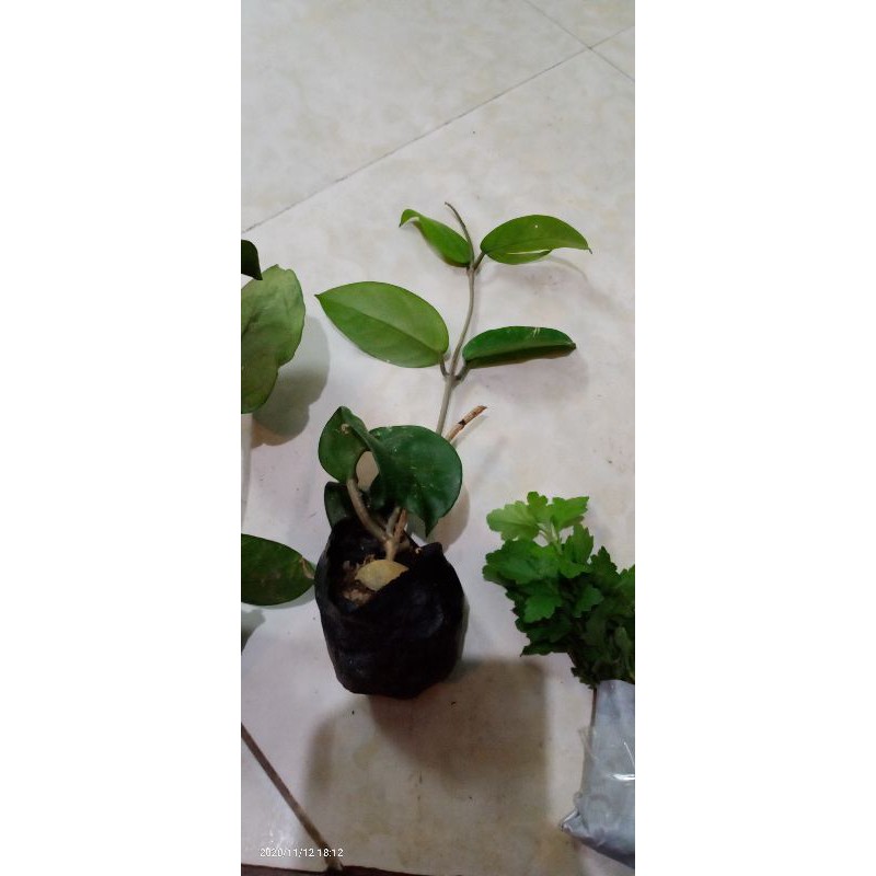 cây giống lan cẩm cù