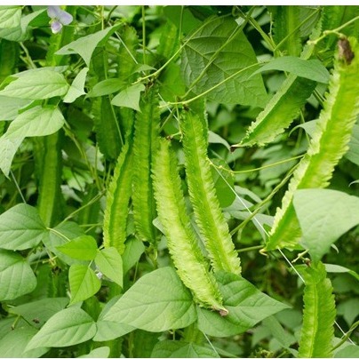 [Seeds] Hạt giống Đậu Rồng (đậu khế), đóng gói 10gr