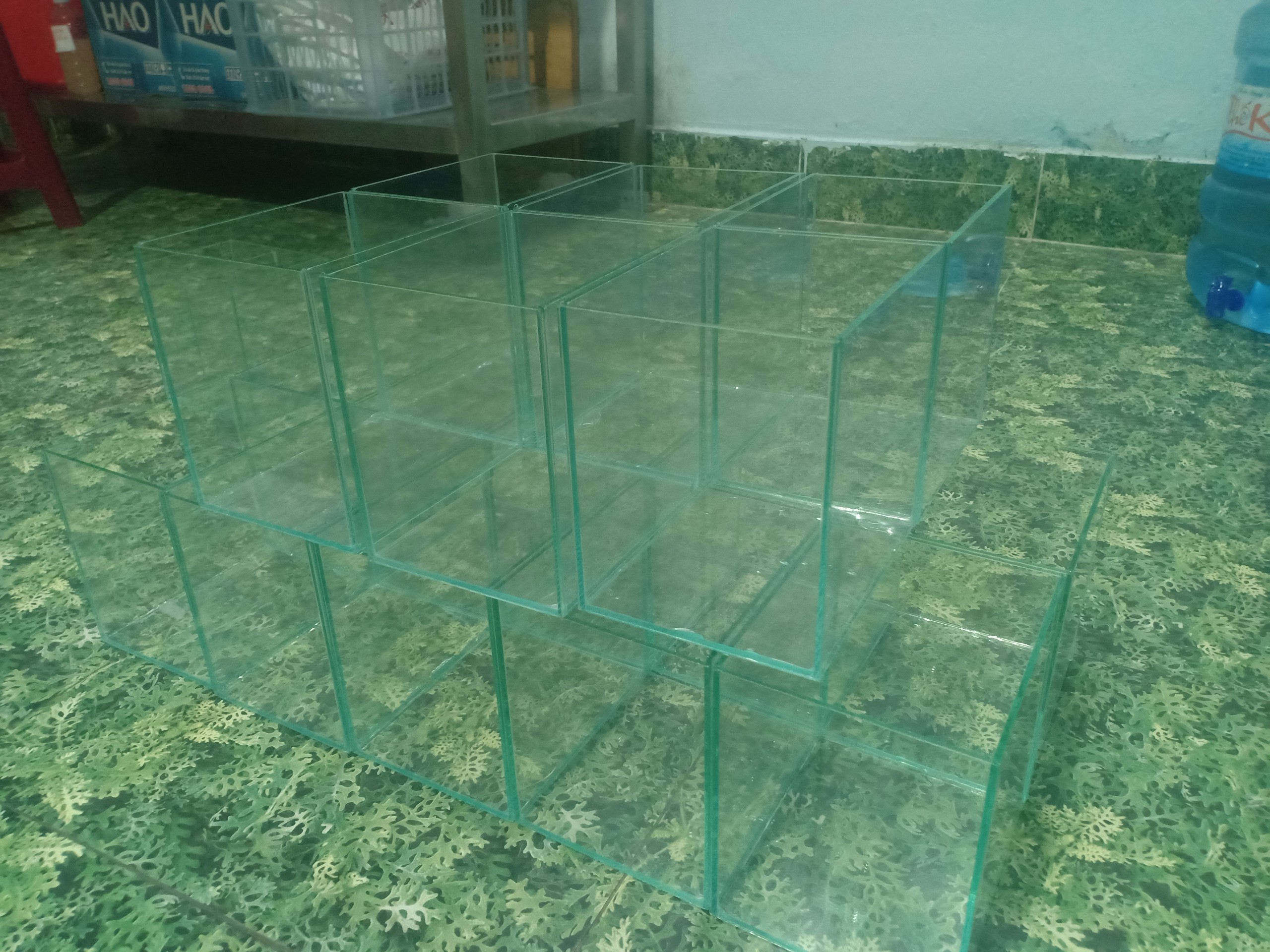 Hồ thủy tinh nuôi cá Betta