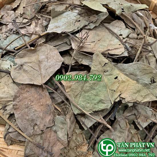 Dried Wonton Leaves, 1kg - High Quality Company Product - Supports Improving the User's Health - Tan Phat Herbal Medicine