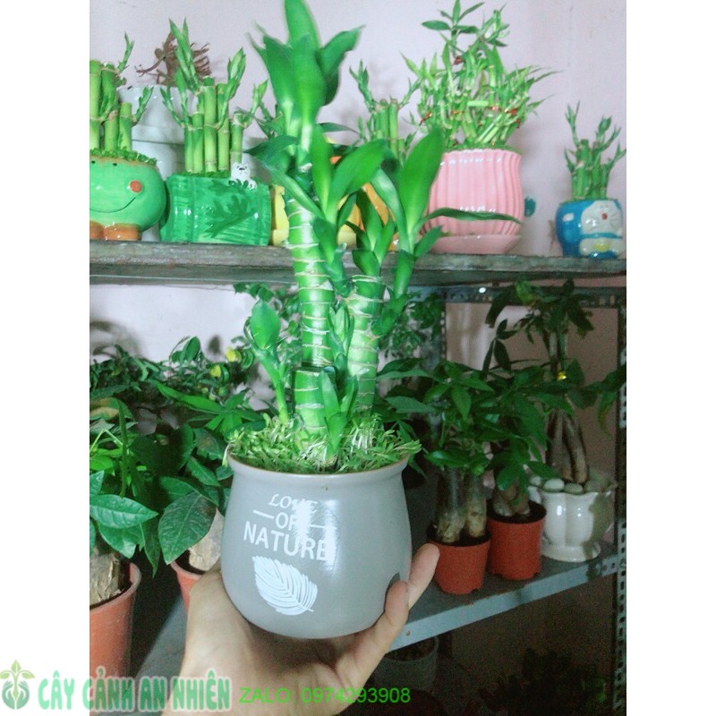[HCM]Chậu Cây Trúc Phát Tài 3 Cây
