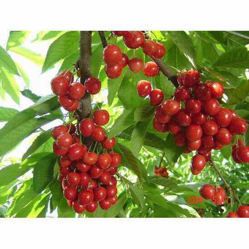 hạt giống Anh Đào ( Cherry)