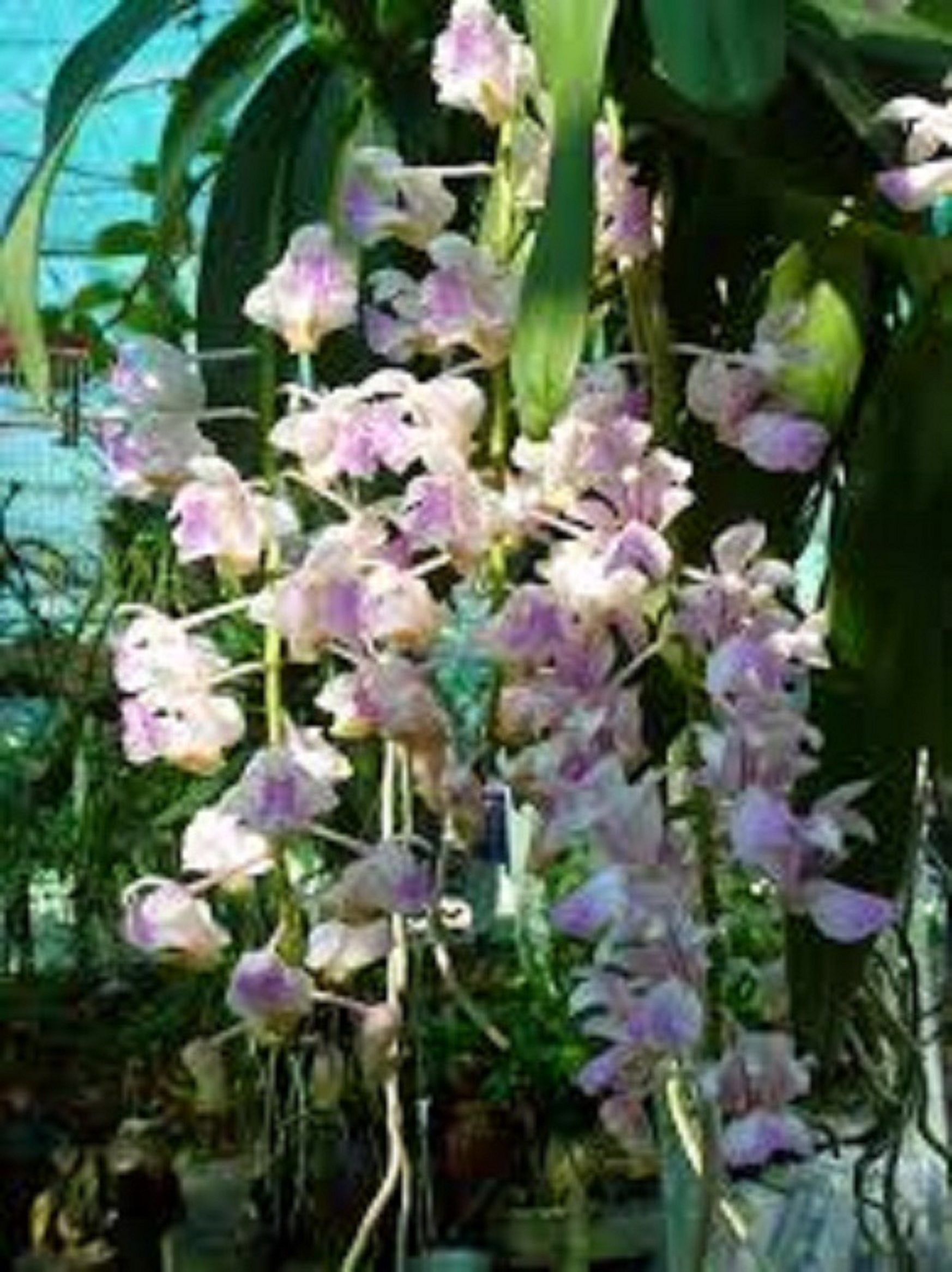 lan giáng hương tam bảo sắc