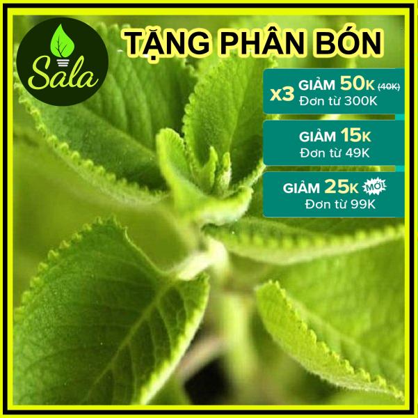 CÂY HÚNG CHANH - CÂY RAU TẦN DÀY LÁ