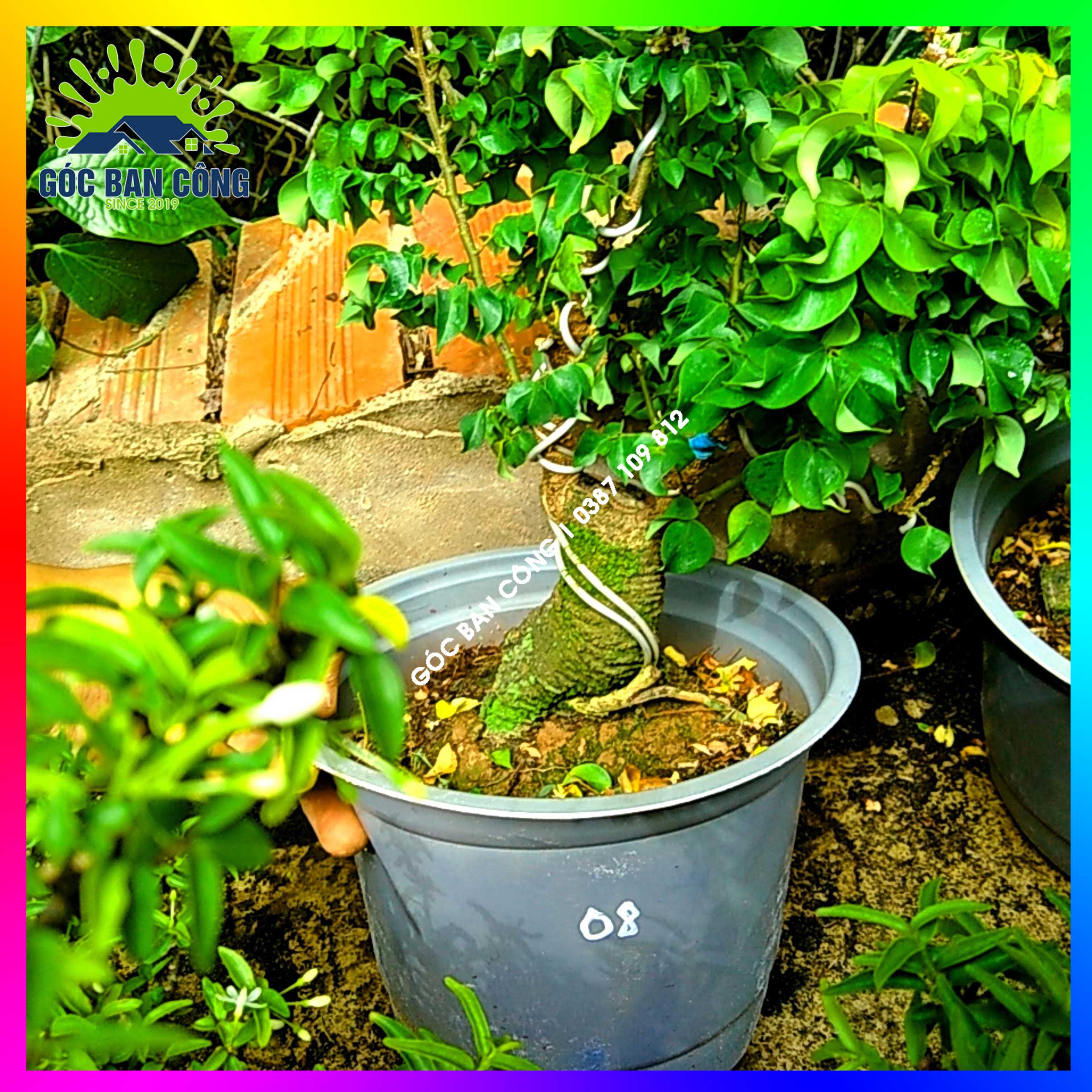 Cây Khế Bonsai Mini Gốc Quái - KBS08