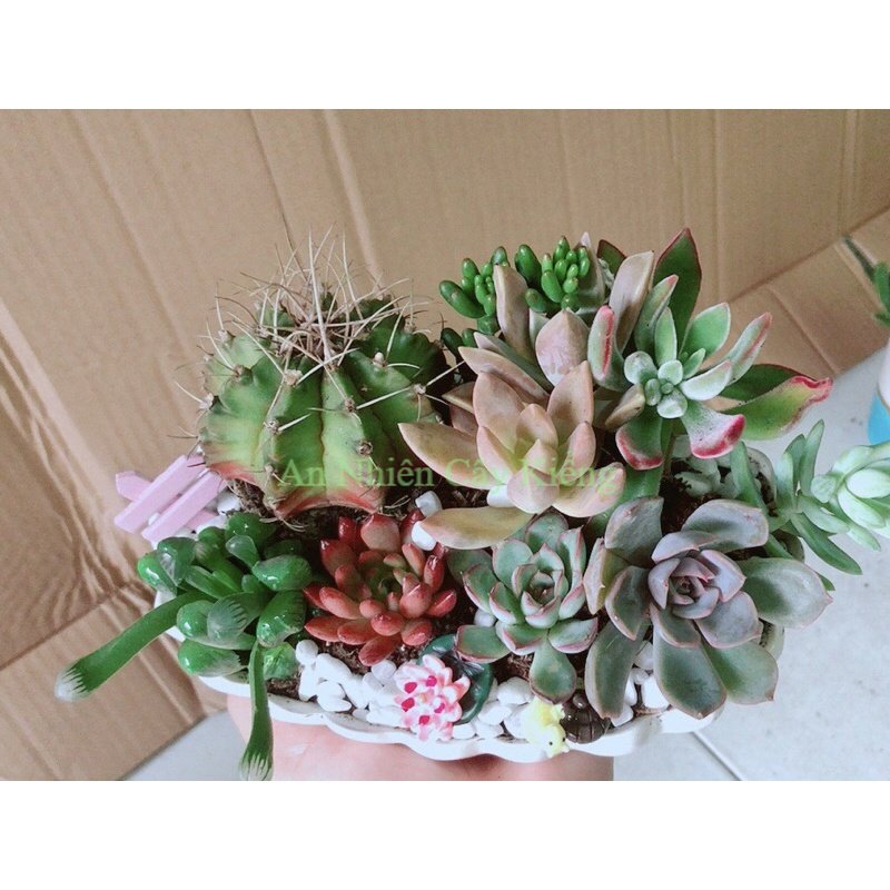 Chậu Sen Đá Xương Rồng Tiểu Cảnh