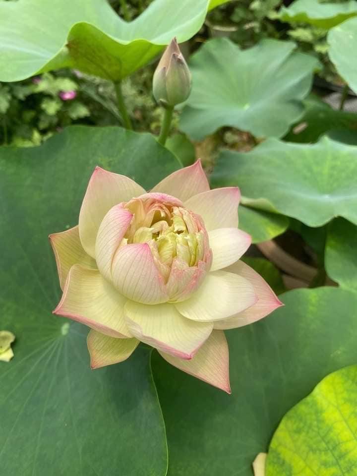 Củ sen cốm xanh ra hoa sau 30 ngày