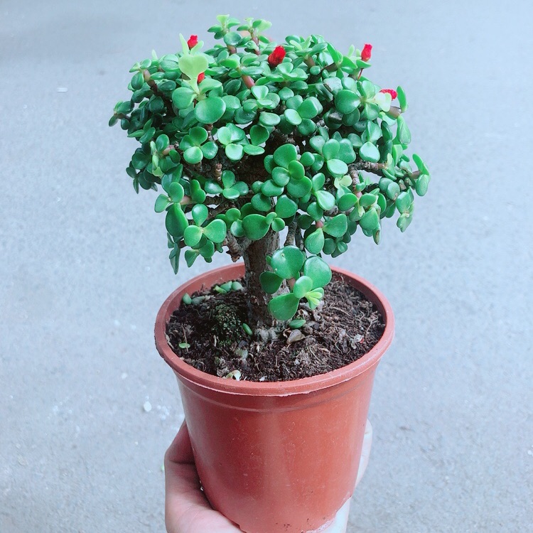 Cây Cành Vàng Lá Ngọc Thân Cổ Thụ