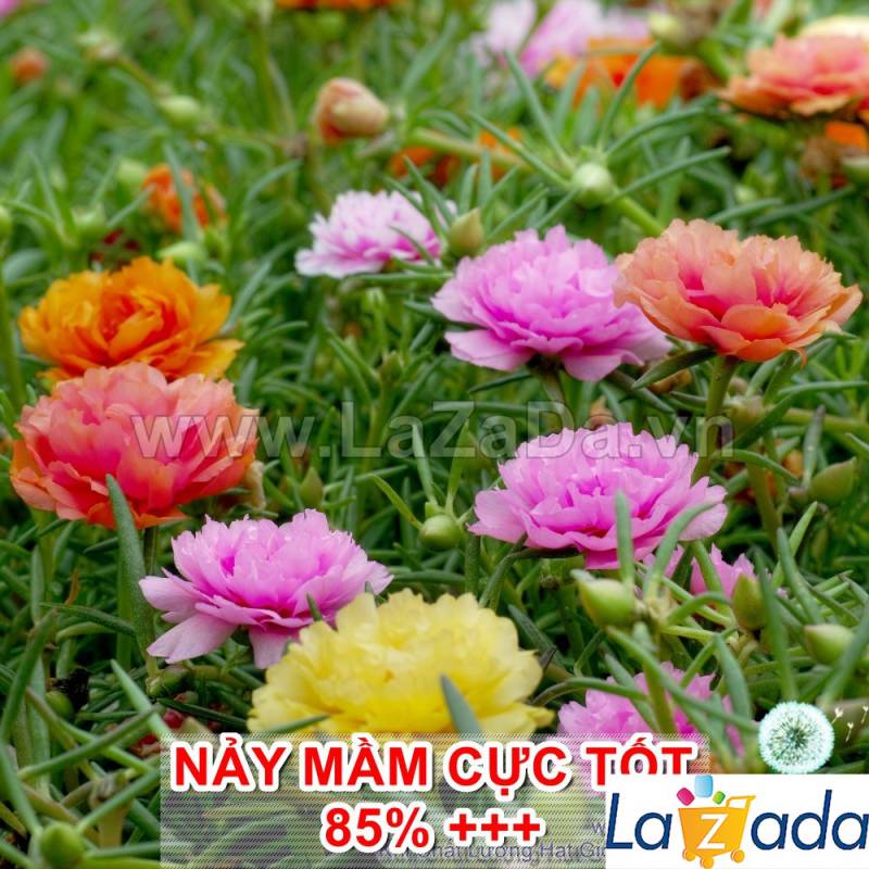 2000.HẠT Hạt Giống Hoa Mười Giờ Mỹ Kép Mix Màu (| -KD: B9*V11)
