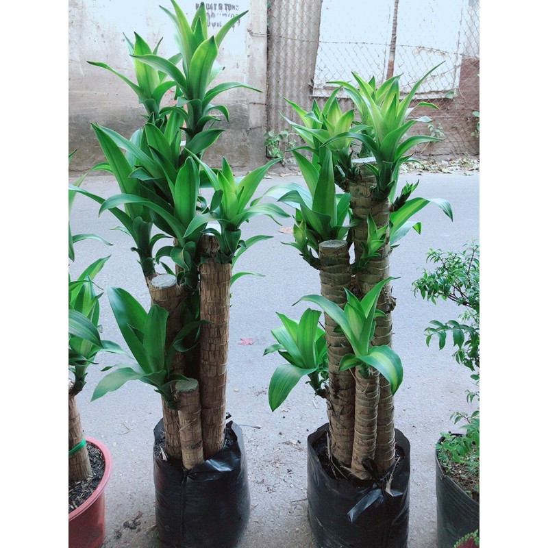 Cây Thiết Mộc Lan Hàng Đẹp
