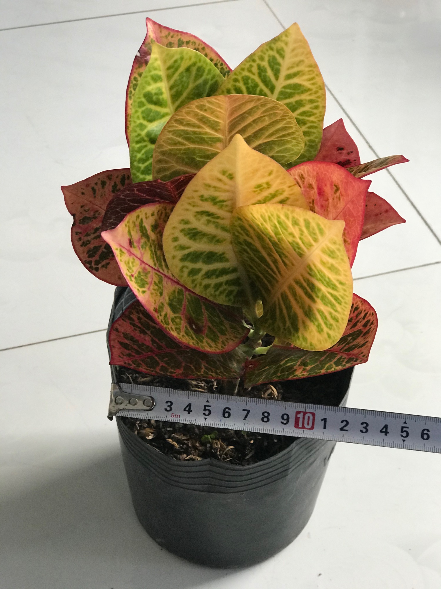 Cây cô tòng lá mít + tặng phân bón cho cây mau lớn