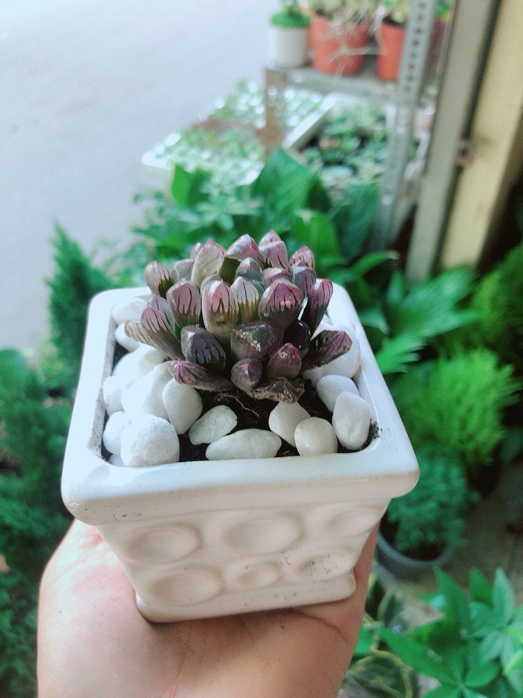 Chậu Kim Cương Tím