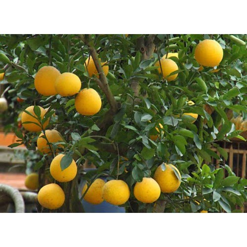 CÂY GIỐNG BƯỞI DIỄN SIÊU NGON