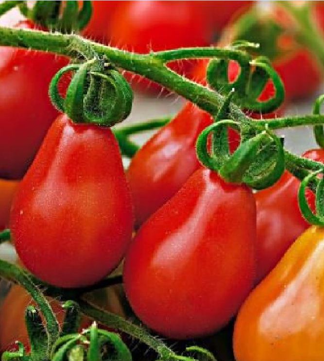 Hạt giống cà chua quả lê đỏ  - 1 gói 30 hạt