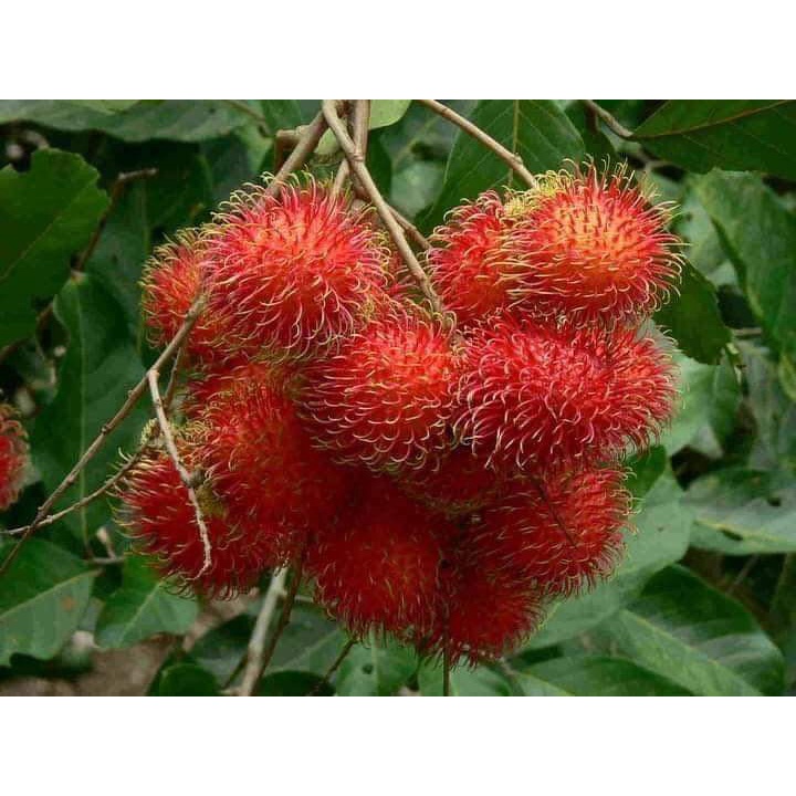 CÂY GIỐNG CHÔM CHÔM THÁI LÙN RUỘT VÀNG ( cây ghép chuẩn )