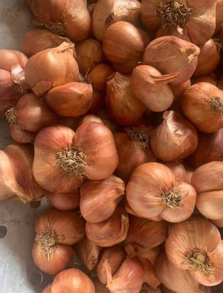 COMBO 3KG Hành Củ Kinh Môn Hải Dương