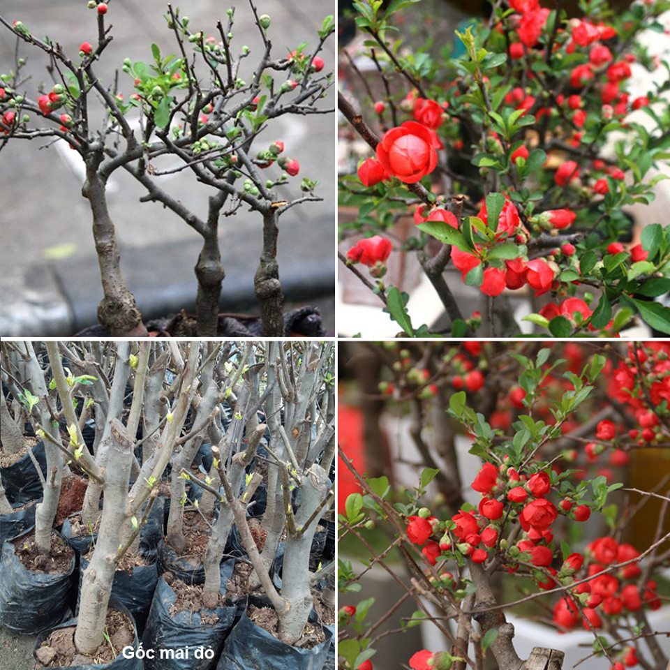 chậu cây Mai Đỏ tứ quý Nhật bản bonsai mini