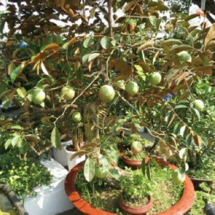 CÂY GIỐNG VŨ SỮA LÒ RÈN CÂY CHOAI LỚN, CAM KẾT CHUẨN GIỐNG F1