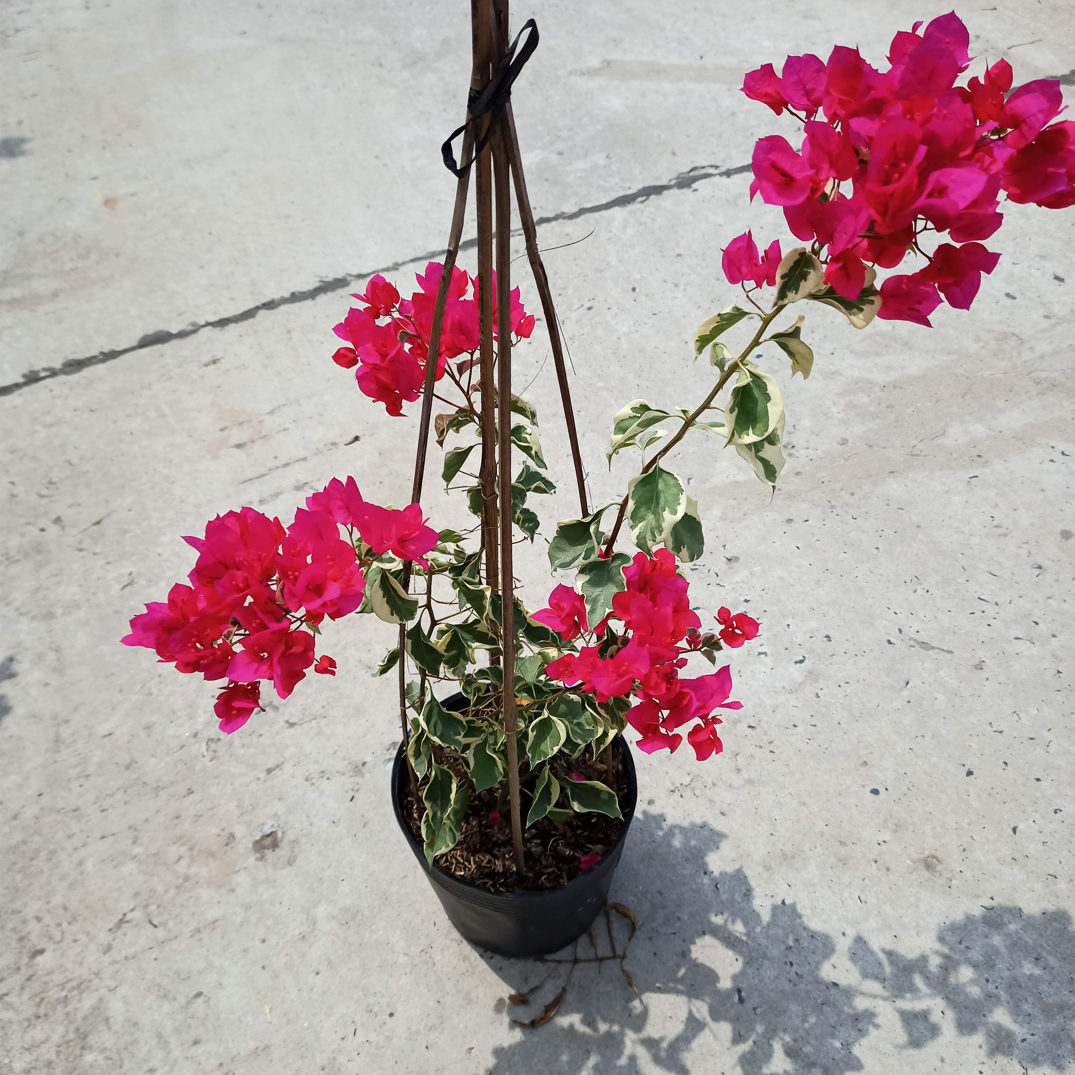 Chậu cây bông giấy cẩm thạch C9 - Summer Garden