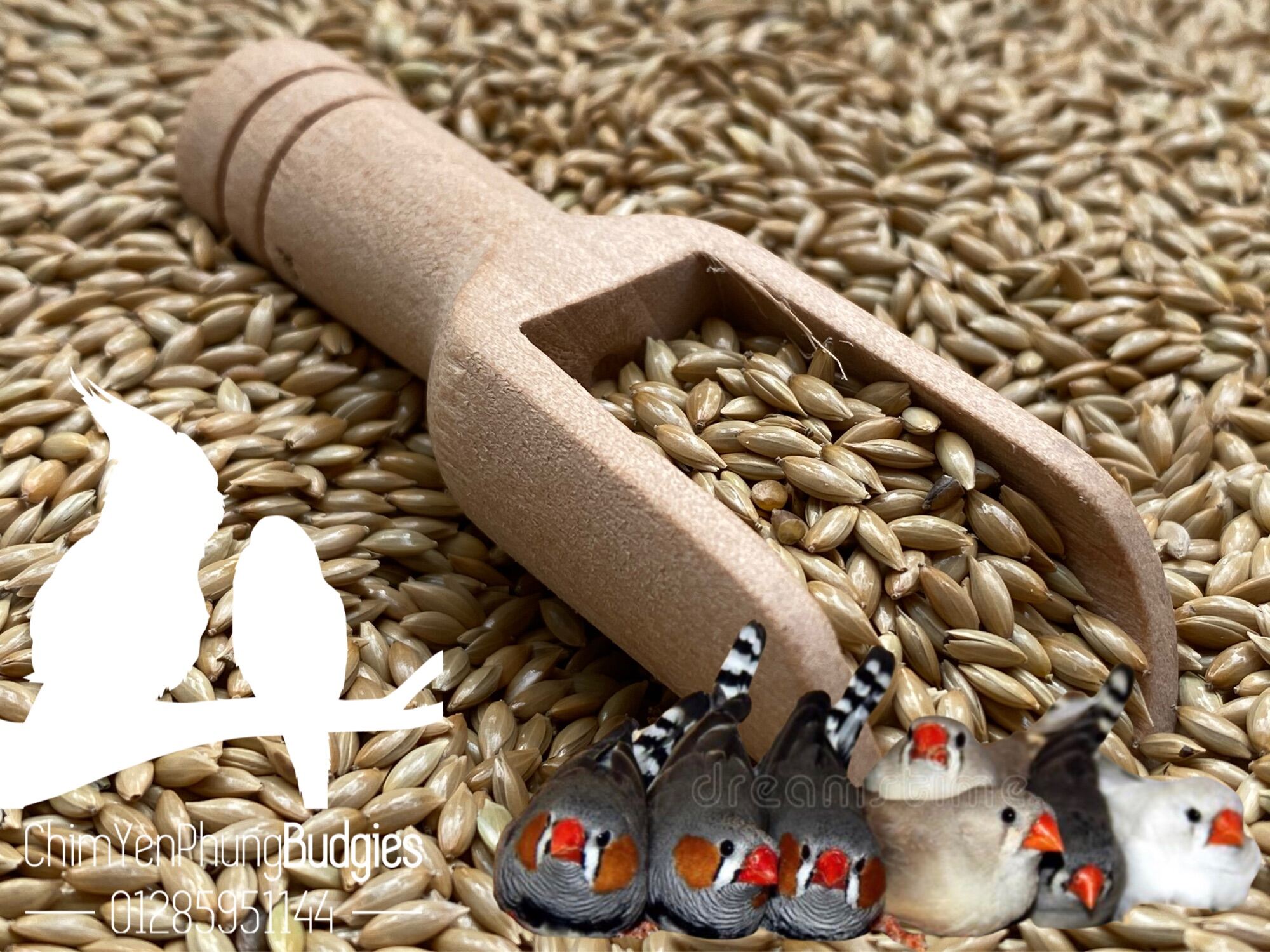 500Gr hạt láng dài cho Yến Hót • Chim Cảnh • Yến Phụng...