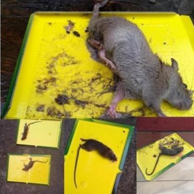 Keo dính bẫy chuột siêu dính Sticky Mouse Board
