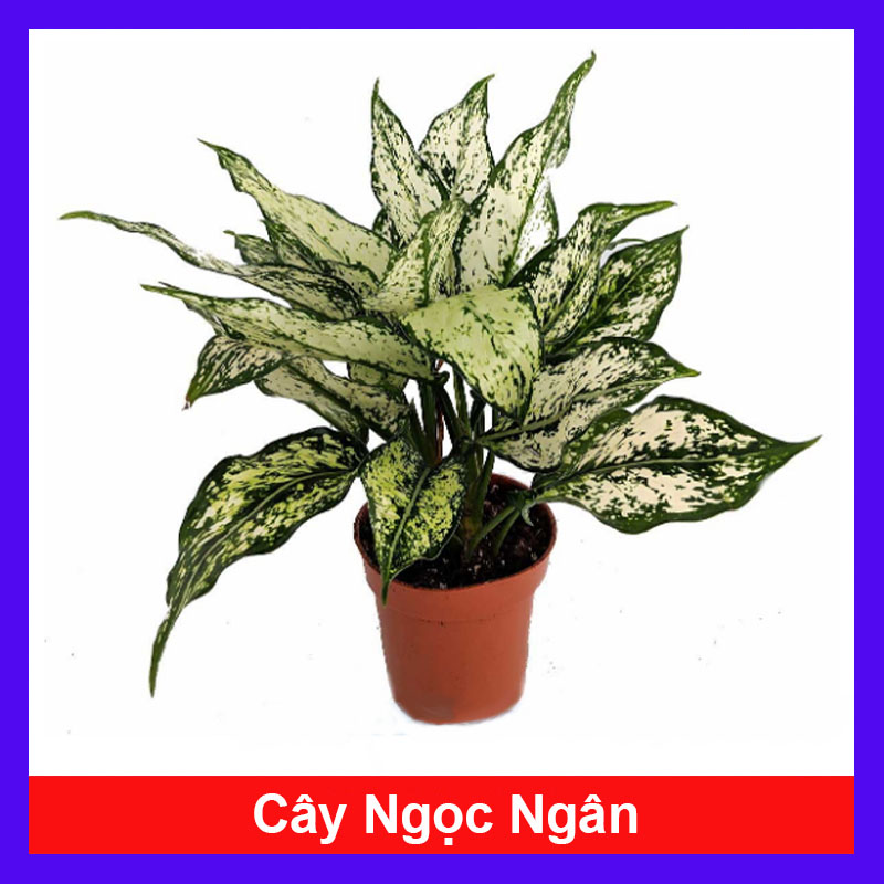 CÂY NGỌC NGÂN - Cây cảnh phong thủy Cây lọc không khí Cây trang trí nhà cửa văn phòng