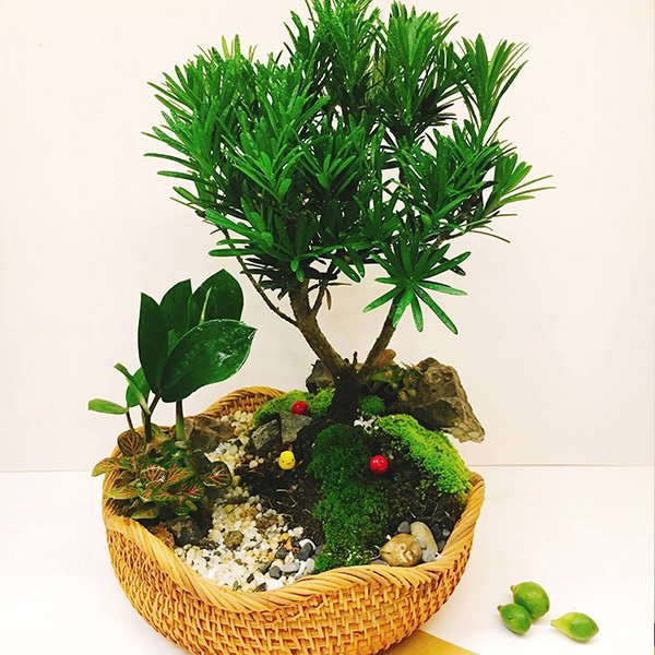 COMBO 3 cây giống TÙNG LA HÁN - CÂY BONSAI - SIÊU ĐẸP GIÁ SIÊU RẺ