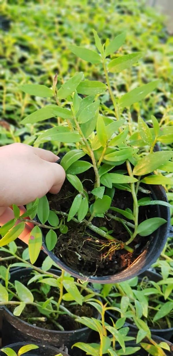 Thiên cung lữ bố 10.2019