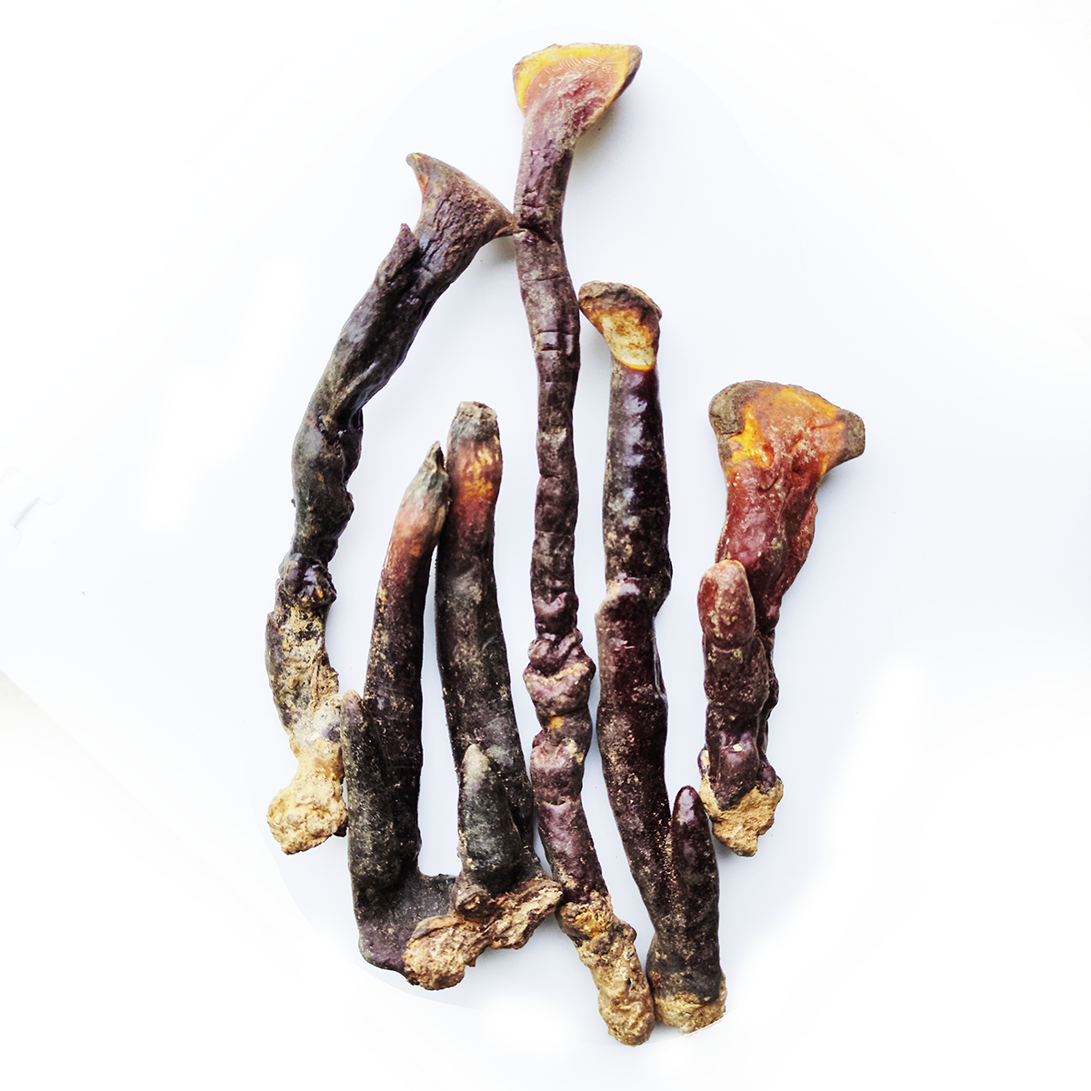 Nấm lim xanh rừng quảng nam loại nấm già loại 1 | túi 500gram