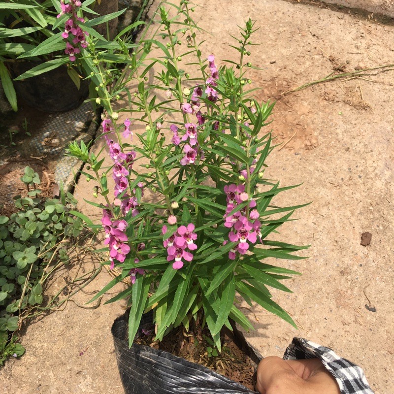 Cây Hoa Ngọc Hân, Cây violet (HÀNG NHƯ HÌNH SHOP CHỤP)