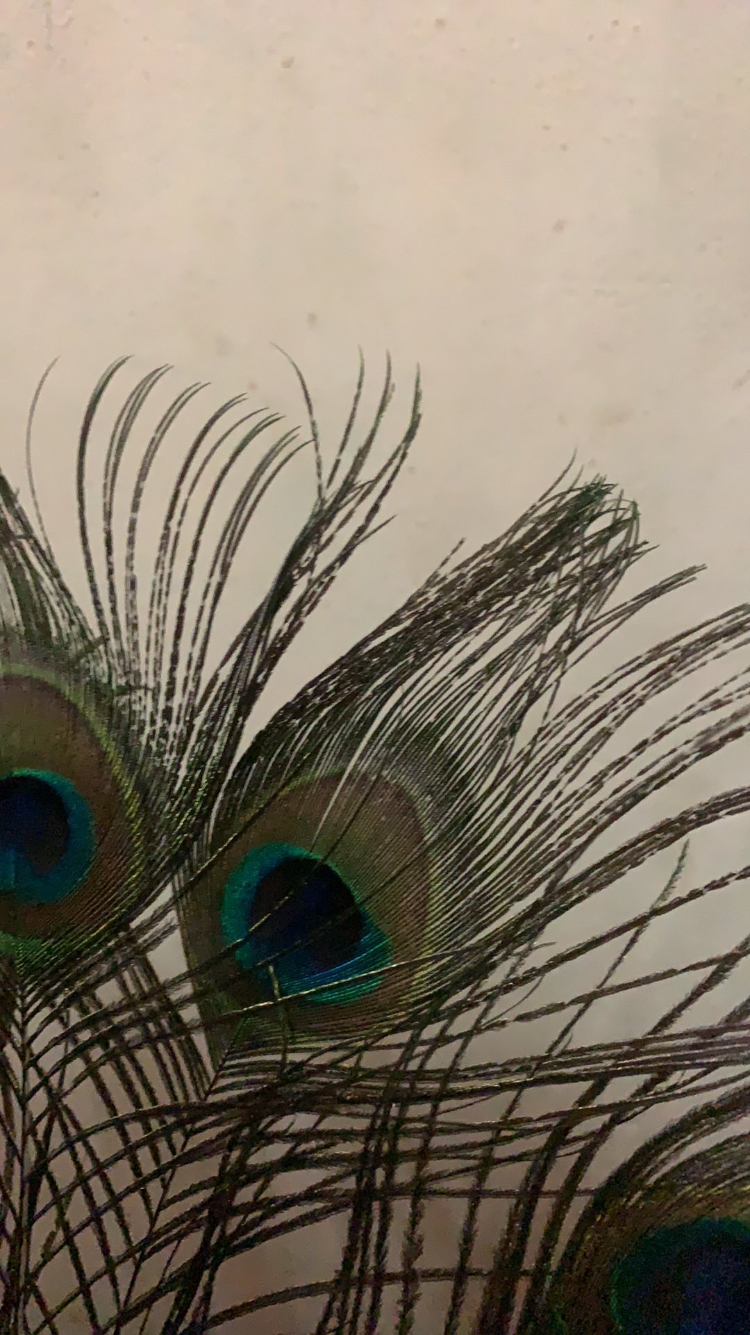 Lông Công Phong Thủy 25cm