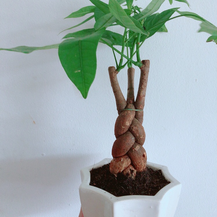 Chậu kim ngân thắt bím 3 thân