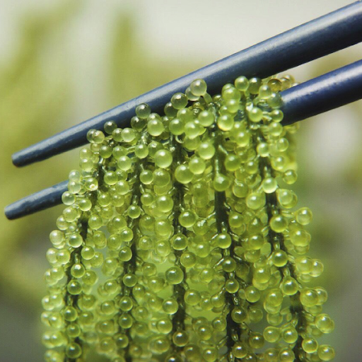 Rong Nho Muối - 100 gram
