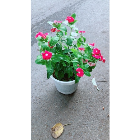 Chậu Hoa Dừa Cạn (đỏ,trắng,hồng đậm,hồng nhạt)