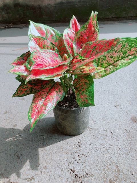 Cây Vạn Lộc