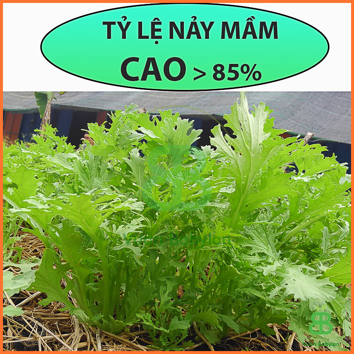 Hạt Giống Cải Ngọt Đuôi Phụng Cao Sản 20GR