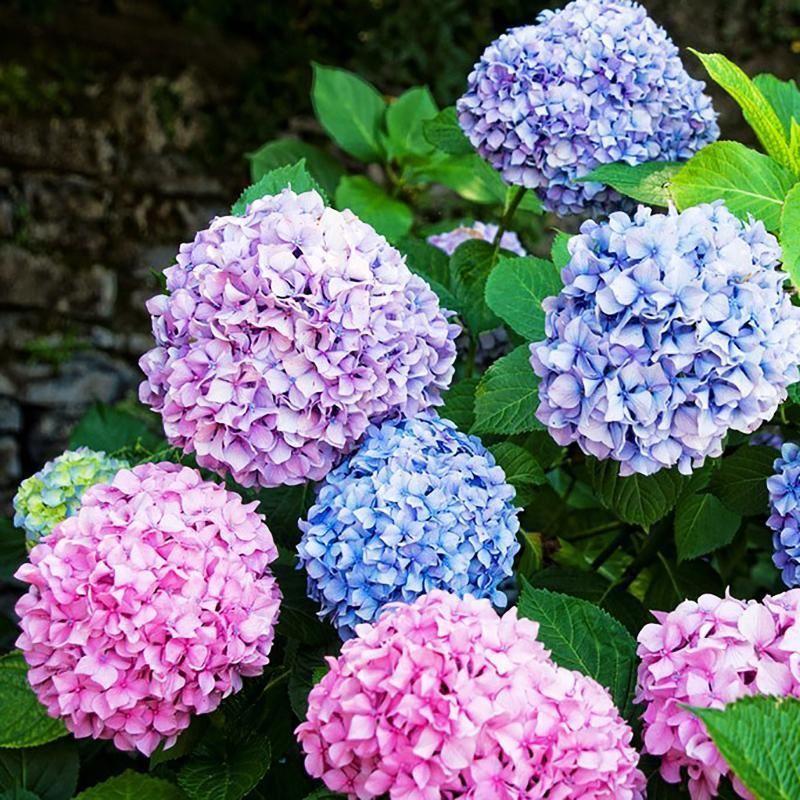 Mixed Color Hydrangea seeds
