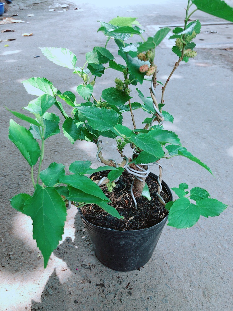 [HCM]Cây Dâu Tầm Bonssk
