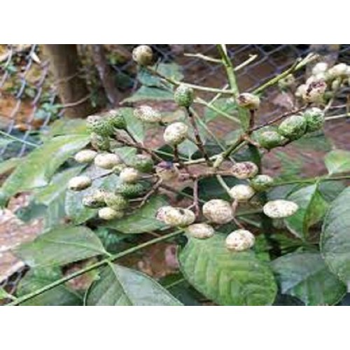 Cây giống cây húng vịt gia vị cuộc sống
